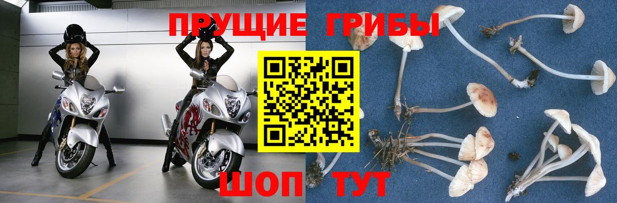 Псилоцибиновые грибы ЛСД Зерноград
